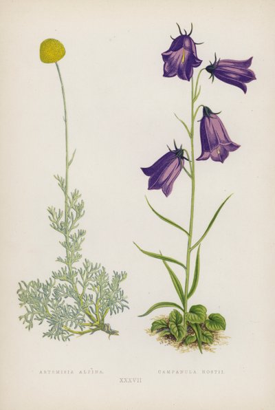 Artemisia Alpina; Campanula Hostii (värilitro) tekijältä English School