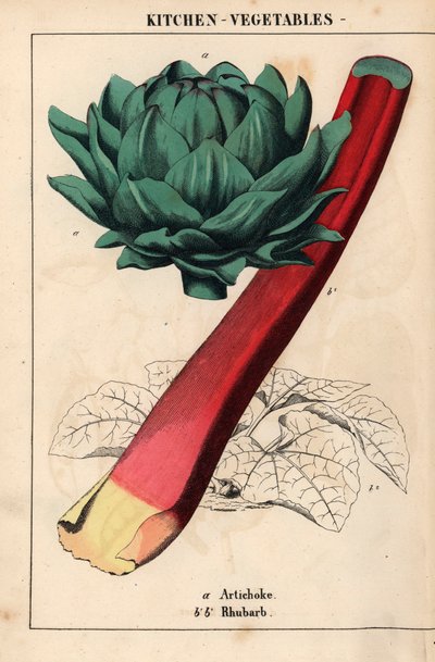 Artisokan sydän ja karmiininpunainen raparperi   , julkaisusta "The Instructive Picturebook, or Lessons from the Vegetable World", [Charlotte Mary Yonge], Edinburgh tekijältä English School