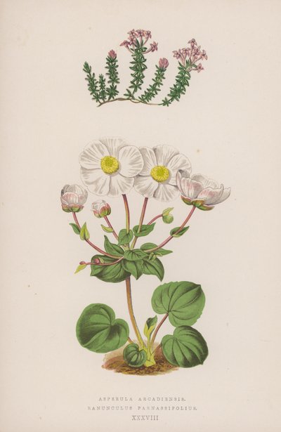 Asperula Arcadiensis; Ranunculus Parnassifolius (värilitro). tekijältä English School