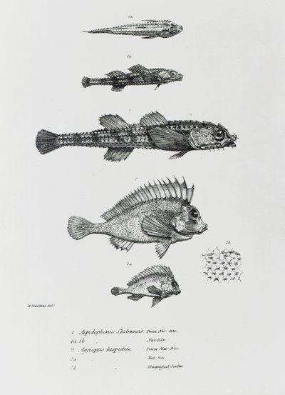 Aspidophorus Chiloensis ja Agriopus Hispidus, levy 7 Charles Darwinin teoksesta "The Zoology of the Voyage of H.M.S Beagle, 1832-36" tekijältä English School