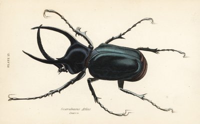 Atlaskuoriainen, Chalcosoma-atlas (Scarabaeus atlas) tekijältä English School