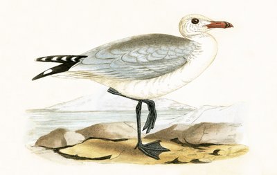 Audouinin lokki, kuvitus Charles Robert Breen (1811-86) teoksesta "A History of the Birds of the Birds of the British Islands", julkaistu 1867 tekijältä English School