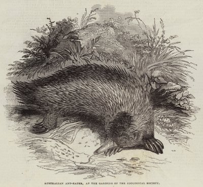 Australian Ant-Eater, Gardens of the Zoological Society (kaiverrus) tekijältä English School