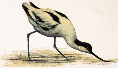 Avocet tekijältä English School