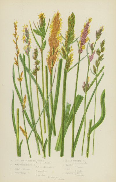 Aksillary-Clustered Carex, Boenninghausen