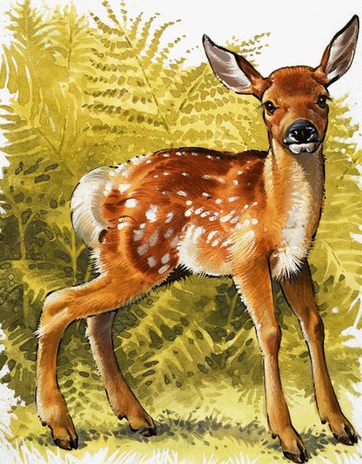 Vauva Deer tekijältä English School