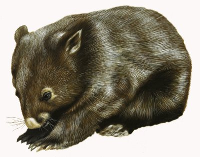 Vauva Possum tekijältä English School