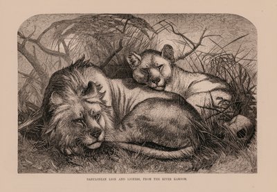 Babylonian leijona ja leijonatar, Karoom-joesta (kaiverrus) tekijältä English School