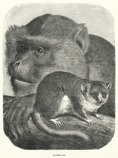 Barbary Ape (kaiverrus) tekijältä English School