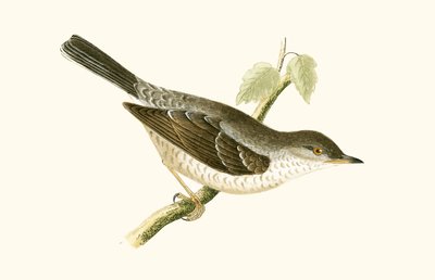 Barred Warbler, kuvitus Charles Robert Breen (1811-86) teoksesta "A History of the Birds of the Birds of the British Islands", julkaistu 1867 tekijältä English School