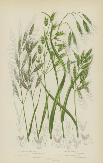 karu brome-ruoho, suuri brome-ruoho, sileä ruisbrome-ruoho, tumman peltobrome-ruoho, pehmeä brome-ruoho (värilitro). tekijältä English School