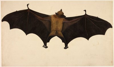 Lepakko, Francis Buchanan -kokoelmasta, n. 1804 (akvarelli ja guassi paperille) tekijältä English School