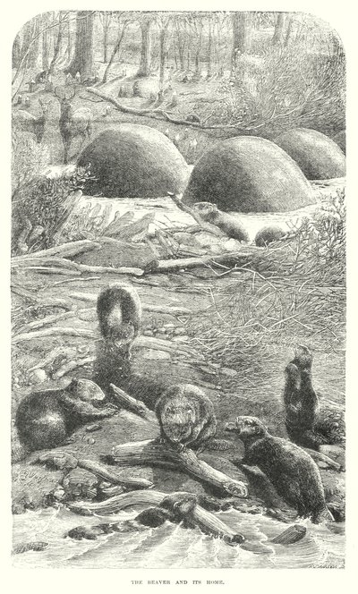 Majavat (kaiverrus) tekijältä English School