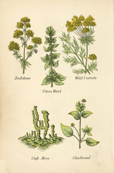 Bedstraw, Cross Wort, Wild Porkkanat, Cup Moss, Chickweed (väri litho) tekijältä English School