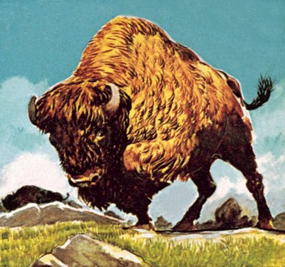 Bison tekijältä English School