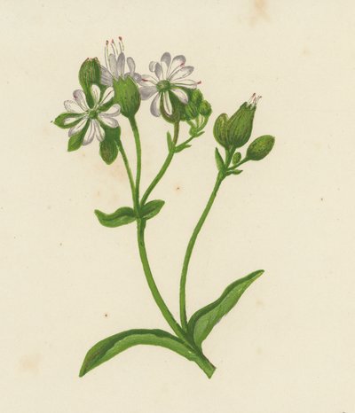 Virtsarakon Campion tai Catchfly, Silene Inflata (väri litho) tekijältä English School