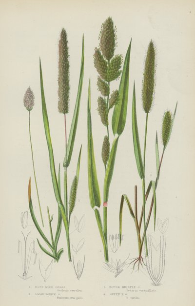 Blue Moor Grass, Loose Panick Grass, Rough Bristle Grass, Green Bristle Grass (väri litho) tekijältä English School