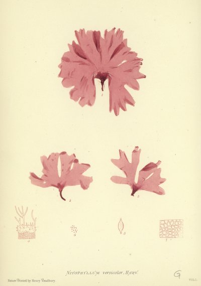British Sea-Weed (luontopainettu) tekijältä English School