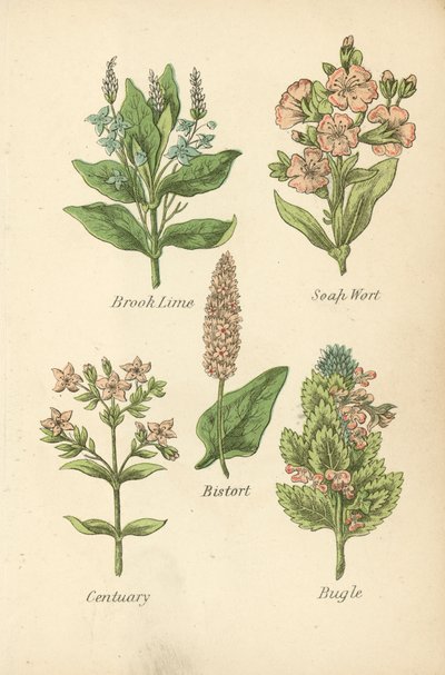 Brook Lime, Soap Wort, Bistort, Centuary, Bugle (värilitografia). tekijältä English School