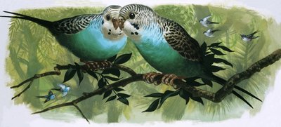 Budgerit tekijältä English School