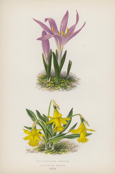 Bulbocodium Vernum; Narcissus Minor (värilitosiini) tekijältä English School