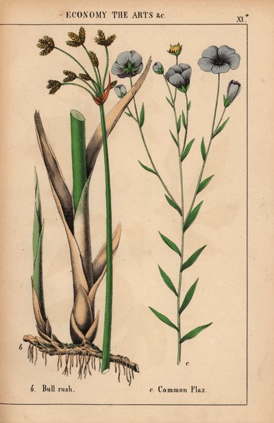 Bull rush tai bulrush Cyperus ja tavallinen pellavakasvi sinisillä kukilla Linum usitatissimum.  , julkaisusta "The Instructive Picturebook, or Lessons from the Vegetable World", [Charlotte Mary Yonge], Edinburgh tekijältä English School
