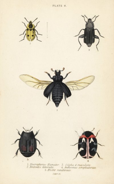 Hautakuoriainen, Nicrophorus humator 1, hautakuoriaiset, Necrodes littoralis 2, Dendroxena quadrimaculata 3, mattokuoriainen, Anthrenus scrophulariae 4 ja Hister quadrimaculatus var tekijältä English School