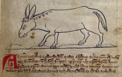 CCA-LitMs/D/10 fol. 10r Ass, Bestiarysta tekijältä English School