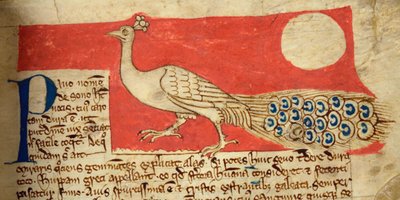 CCA-LitMs/D/10 fol. 22r Peacock, Bestiarysta tekijältä English School
