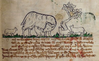 CCA-LitMs/D/10 fol. 8r Lampaat, Bestiarysta tekijältä English School