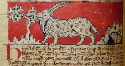 CCA-LitMs/D/10 fol. 8v Goat, Bestiarysta tekijältä English School