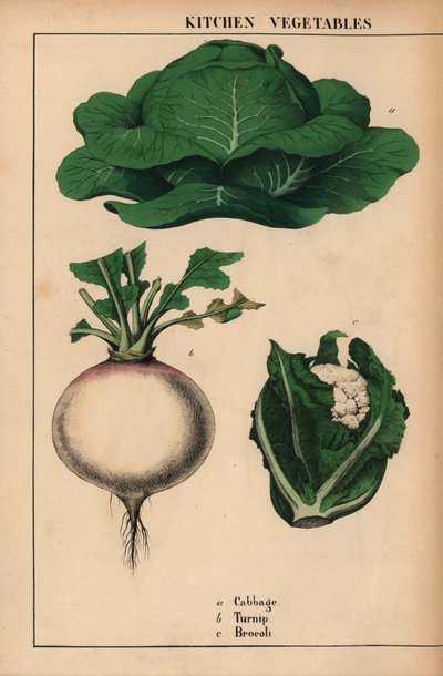 Kaali, nauris ja parsakaali [parsakaali]  , julkaisusta "The Instructive Picturebook, or Lessons from the Vegetable World", [Charlotte Mary Yonge], Edinburgh tekijältä English School