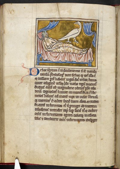 Caladrius-lintu - Bestiary, Royal MS 12 C XIX, f.47v. tekijältä English School