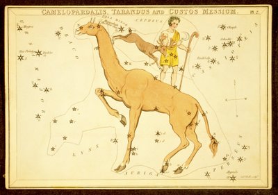 Camelopardalis, Tarandus ja Cutos Messium, pub. 1825 (käsinvärinen kaiverrus) tekijältä English School