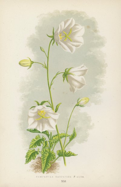 Campanula Carpatica B Alba (väri litho) tekijältä English School