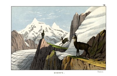 Chamois tekijältä English School