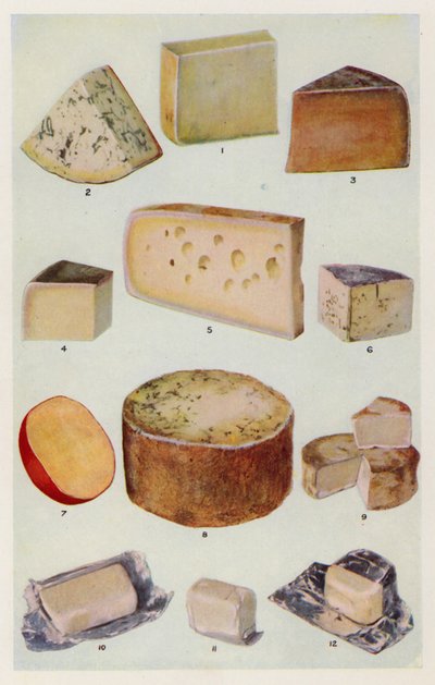 Cheddar; Gorgonzola; Double Gloster; Parmesan; Gruyere; Roquefort; hollantilainen; Stilton; Camembert; St Ives; kerma (värilitot). tekijältä English School