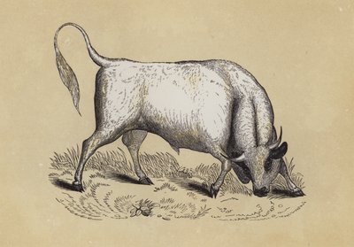 Chillingham Wild Bull (väri litho) tekijältä English School