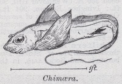 Chimaera (jäsenet) tekijältä English School