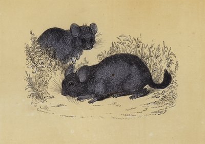 Chinchilla (värilitro) tekijältä English School