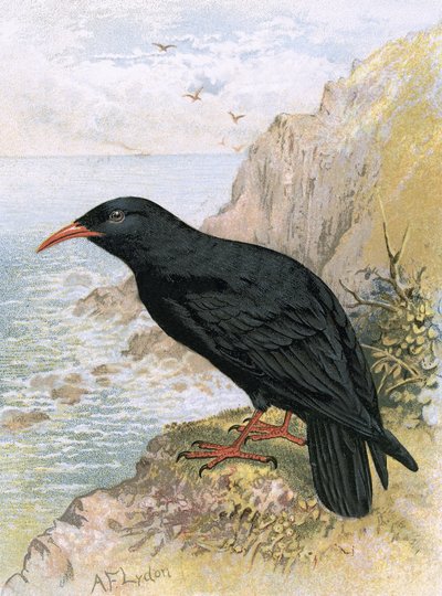 Chough tekijältä English School