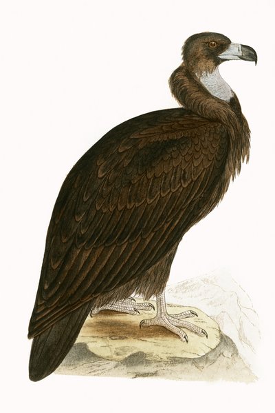 Cinereous Vulture, kuvitus Charles Robert Breen (1811-86) teoksesta "A History of the Birds of the Birds of the British Isles", julkaistu 1867 (värilitho) tekijältä English School