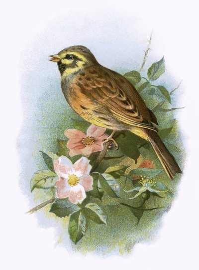 Cirl Bunting tekijältä English School