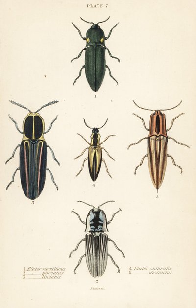 Click beetle: elastinen ajovalo, Pyrophorus nightlucus 1, Chalcolepidius porcatus 2, vuorattu napsautuskuoriainen, Agriotes lineatus 3, Elater suturalis 4 ja Semiotus differentus 5 tekijältä English School