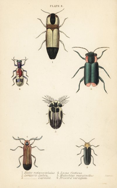 Klikkakuoriaiset: Melanoxanthus melanocephalus 1, Lucola italica 2, Lampyris latreillii 3, Lycus festivus 4, pehmeäsiipinen kukkakuoriainen, Clanoptilus marginellus 5 ja Priocera variegatus 6 tekijältä English School