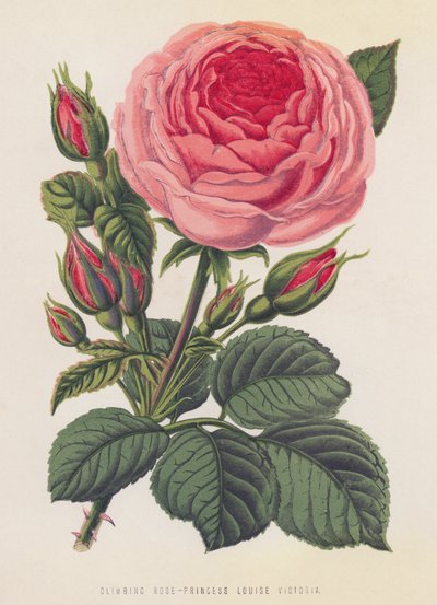 Kiipeilyruusu, prinsessa Louise Victoria (väri litho) tekijältä English School