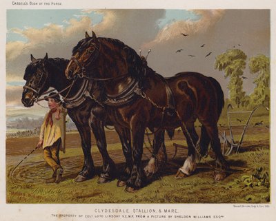 Clydesdale Stallion and Mare, eversti Loyd Lindsayn omaisuus, VC, kansanedustaja tekijältä English School