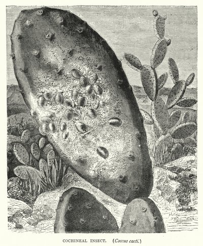 Cochineal Insect, Coccus kaktukset (kaiverrus) tekijältä English School