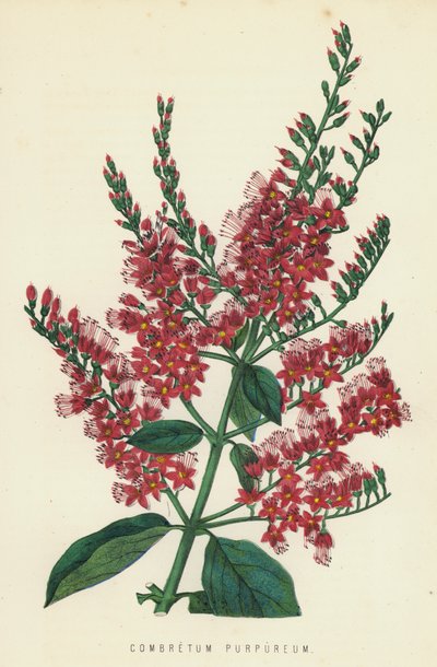 Combretum Purpureum tekijältä English School