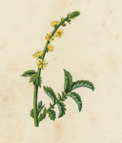 Agrimonia Eupatoria, Agrimonia Eupatoria (värilitosiini) tekijältä English School